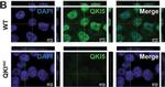 Rabbit IgG (H+L) Cross-Adsorbed Secondary Antibody in Immunocytochemistry (ICC/IF)