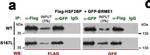 Mouse IgG (H+L) Secondary Antibody in Western Blot (WB)