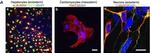 Mouse IgG (H+L) Cross-Adsorbed Secondary Antibody in Immunocytochemistry (ICC/IF)