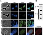 Rat IgG (H+L) Cross-Adsorbed Secondary Antibody in Immunocytochemistry (ICC/IF)