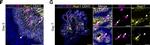 Goat IgG (H+L) Cross-Adsorbed Secondary Antibody in Immunohistochemistry (Paraffin) (IHC (P))