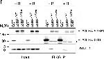 Mouse IgG (H+L) Secondary Antibody in Western Blot (WB)