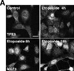 Rat IgG (H+L) Cross-Adsorbed Secondary Antibody in Immunocytochemistry (ICC/IF)