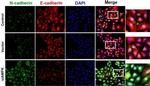 Rabbit IgG (H+L) Secondary Antibody in Immunocytochemistry (ICC/IF)