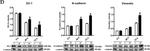 Rabbit IgG (H+L) Secondary Antibody in Western Blot (WB)