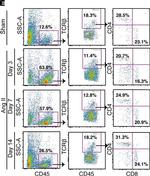 Rat IgG (H+L) Cross-Adsorbed Secondary Antibody in Flow Cytometry (Flow)