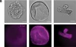 Rat IgG (H+L) Cross-Adsorbed Secondary Antibody in Immunocytochemistry (ICC/IF)