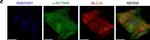 Rabbit IgG (H+L) Cross-Adsorbed Secondary Antibody in Immunocytochemistry (ICC/IF)