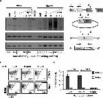 CD45R (B220) Antibody in Flow Cytometry (Flow)