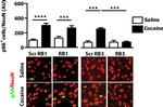 Mouse IgG (H+L) Cross-Adsorbed Secondary Antibody in Immunohistochemistry (IHC)