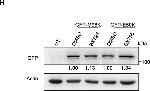 Rat IgG (H+L) Secondary Antibody in Western Blot (WB)