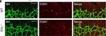 Rabbit IgG (H+L) Highly Cross-Adsorbed Secondary Antibody in Immunocytochemistry (ICC/IF)