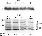 Mouse IgG, IgM (H+L) Cross-Adsorbed Secondary Antibody in Western Blot (WB)