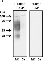 Mouse IgG (H+L) Secondary Antibody in Western Blot (WB)