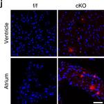 Goat IgG (H+L) Secondary Antibody in Immunohistochemistry (IHC)