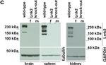 Sheep IgG (H+L) Secondary Antibody in Western Blot (WB)