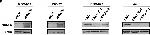 Mouse IgG (H+L) Secondary Antibody in Western Blot (WB)