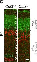 Mouse IgG (H+L) Cross-Adsorbed Secondary Antibody in Immunocytochemistry (ICC/IF)