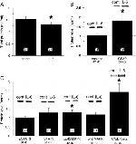 ERK1/ERK2 Antibody in Western Blot (WB)