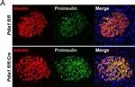 Guinea Pig IgG (H+L) Highly Cross-Adsorbed Secondary Antibody in Immunohistochemistry (Paraffin) (IHC (P))