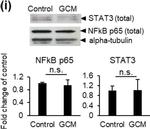 Rat IgG (H+L) Secondary Antibody in Western Blot (WB)