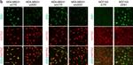 Mouse IgG (H+L) Cross-Adsorbed Secondary Antibody in Immunocytochemistry (ICC/IF)