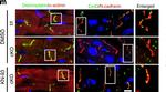 Goat IgG (H+L) Secondary Antibody in Immunohistochemistry (IHC)