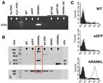 CD254 (RANK Ligand) Antibody in Flow Cytometry (Flow)