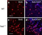 Mouse IgG (H+L) Cross-Adsorbed Secondary Antibody in Immunocytochemistry (ICC/IF)