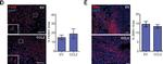 Mouse IgG (H+L) Highly Cross-Adsorbed Secondary Antibody in Immunohistochemistry (Paraffin) (IHC (P))