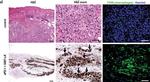 Rat IgG (H+L) Highly Cross-Adsorbed Secondary Antibody in Immunohistochemistry (IHC)