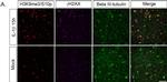 Mouse IgG (H+L) Cross-Adsorbed Secondary Antibody in Immunocytochemistry (ICC/IF)