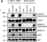 Rabbit IgG (H+L) Cross-Adsorbed Secondary Antibody in Western Blot (WB)