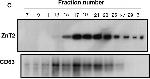 Mouse IgG (H+L) Secondary Antibody in Western Blot (WB)