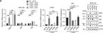 Mouse IgG (H+L) Secondary Antibody in Western Blot (WB)