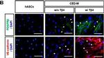 Mouse IgG (H+L) Cross-Adsorbed Secondary Antibody in Immunocytochemistry (ICC/IF)