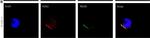 Mouse IgG (H+L) Cross-Adsorbed Secondary Antibody in Immunocytochemistry (ICC/IF)