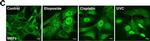 Rat IgG (H+L) Cross-Adsorbed Secondary Antibody in Immunocytochemistry (ICC/IF)