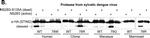 Mouse IgG (H+L) Secondary Antibody in Western Blot (WB)