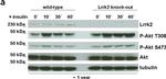 Sheep IgG (H+L) Secondary Antibody in Western Blot (WB)