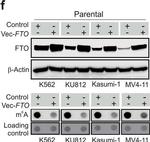 Goat IgG (H+L) Secondary Antibody in Western Blot (WB)