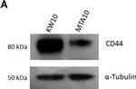 Mouse IgG (H+L) Secondary Antibody in Western Blot (WB)