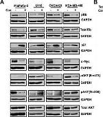 Rabbit IgG (H+L) Secondary Antibody in Western Blot (WB)