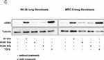 Mouse IgG, IgM, IgA (H+L) Secondary Antibody in Western Blot (WB)