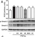 Rabbit IgG (H+L) Secondary Antibody in Western Blot (WB)