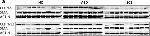 Mouse IgG (H+L) Cross-Adsorbed Secondary Antibody in Western Blot (WB)