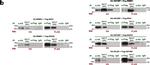 Mouse IgG (H+L) Secondary Antibody in Western Blot (WB)