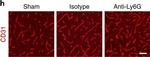 Goat IgG (H+L) Cross-Adsorbed Secondary Antibody in Immunohistochemistry (Frozen) (IHC (F))