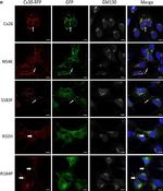 Rabbit IgG (H+L) Highly Cross-Adsorbed Secondary Antibody in Immunocytochemistry (ICC/IF)