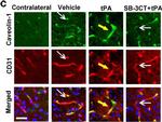 Rat IgG (H+L) Cross-Adsorbed Secondary Antibody in Immunohistochemistry (Frozen) (IHC (F))